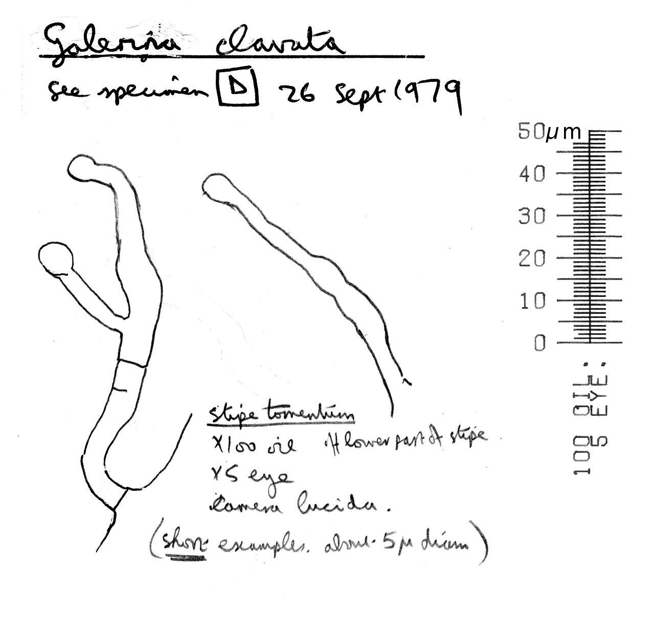 Plancia ëd Galerina clavata (Velen.) Kühner 1935