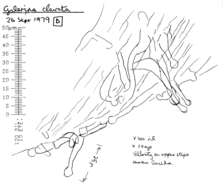 Plancia ëd Galerina clavata (Velen.) Kühner 1935