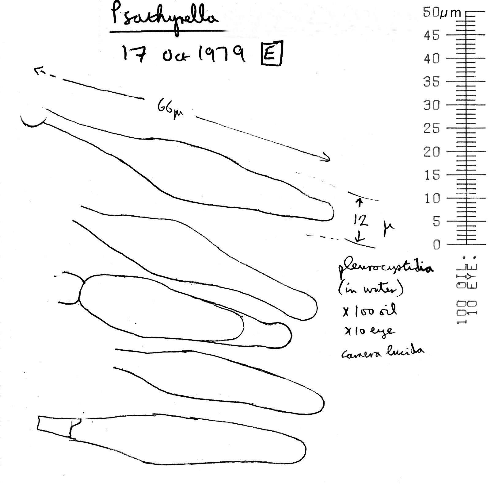 Image de Psathyrella microrhiza (Lasch) Konrad & Maubl. 1949