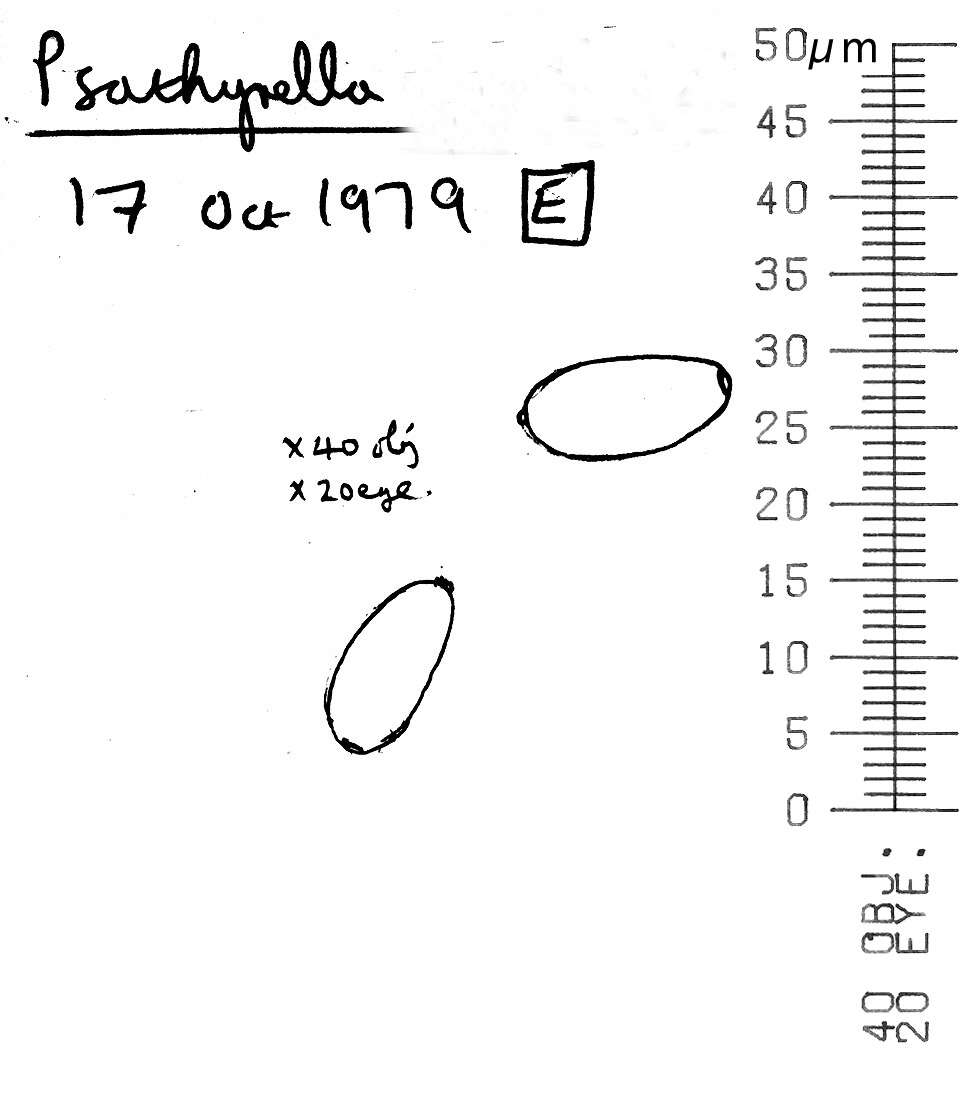 Imagem de Psathyrella microrhiza (Lasch) Konrad & Maubl. 1949