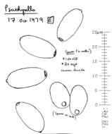 Imagem de Psathyrella microrhiza (Lasch) Konrad & Maubl. 1949