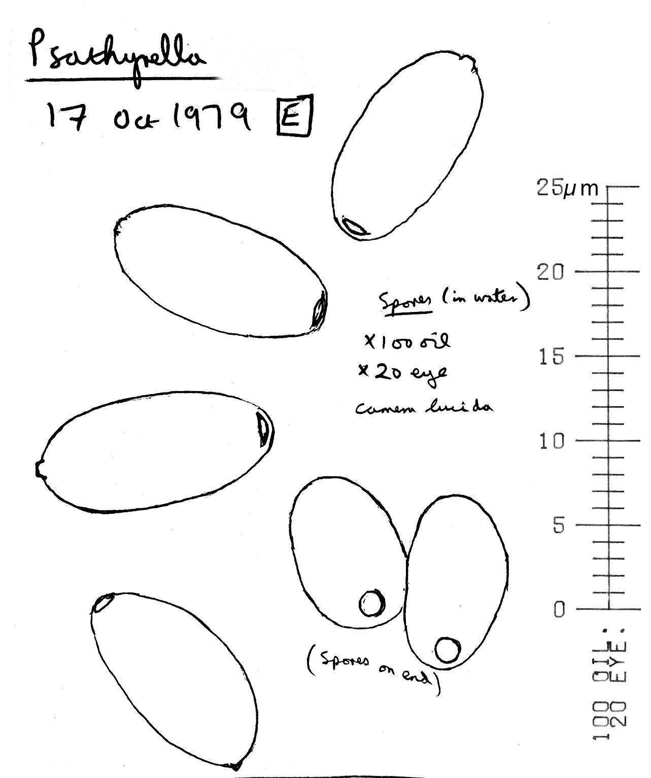 Image de Psathyrella microrhiza (Lasch) Konrad & Maubl. 1949