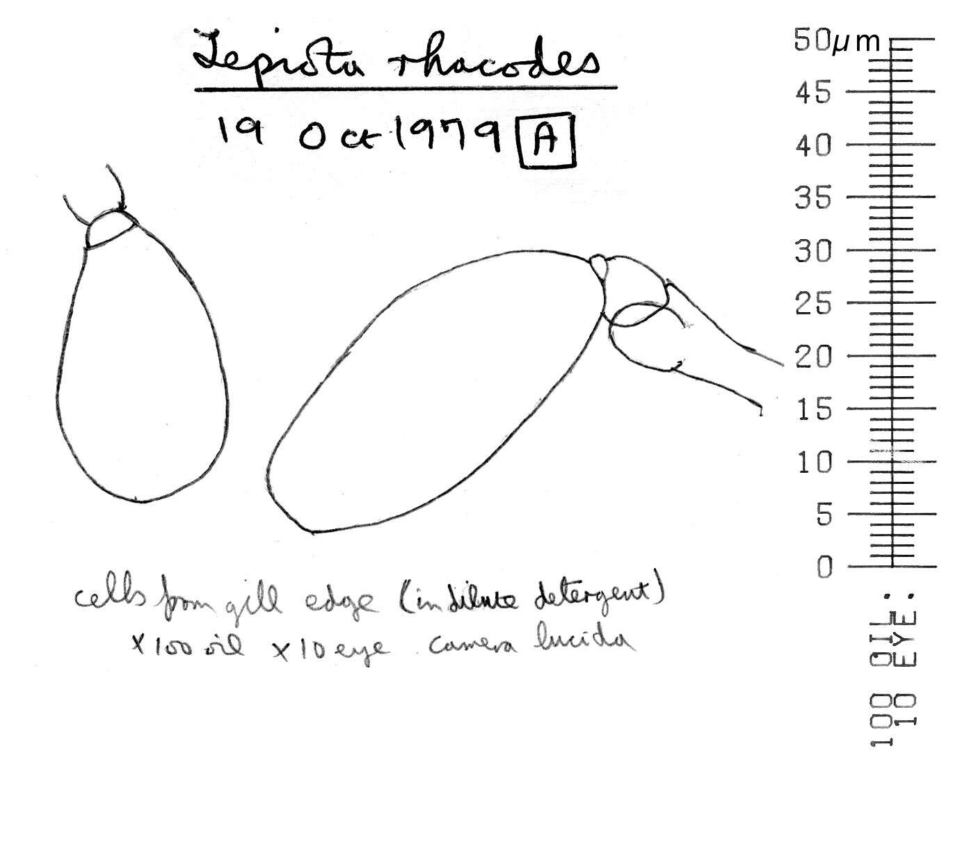 Plancia ëd Chlorophyllum olivieri (Barla) Vellinga 2002