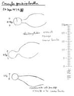 Image of Conocybe pulchella (Velen.) Hauskn. & Svrček 1999