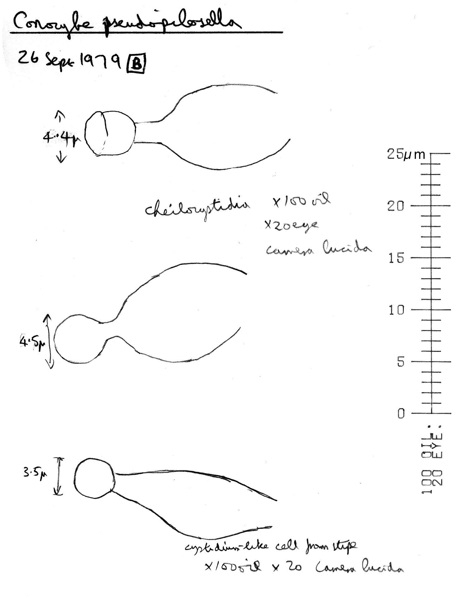 Image of Conocybe pulchella (Velen.) Hauskn. & Svrček 1999