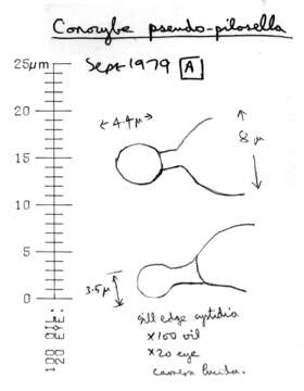 Image of Conocybe pulchella (Velen.) Hauskn. & Svrček 1999