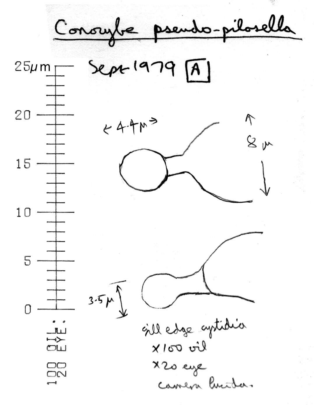 Image of Conocybe pulchella (Velen.) Hauskn. & Svrček 1999