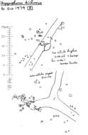 Image of Hygrophorus persoonii Arnolds 1979