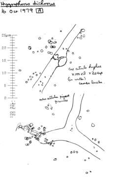 Image of Hygrophorus persoonii Arnolds 1979