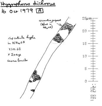 Image of Hygrophorus persoonii Arnolds 1979