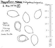 Image of Cuphophyllus virgineus (Wulfen) Kovalenko 1989