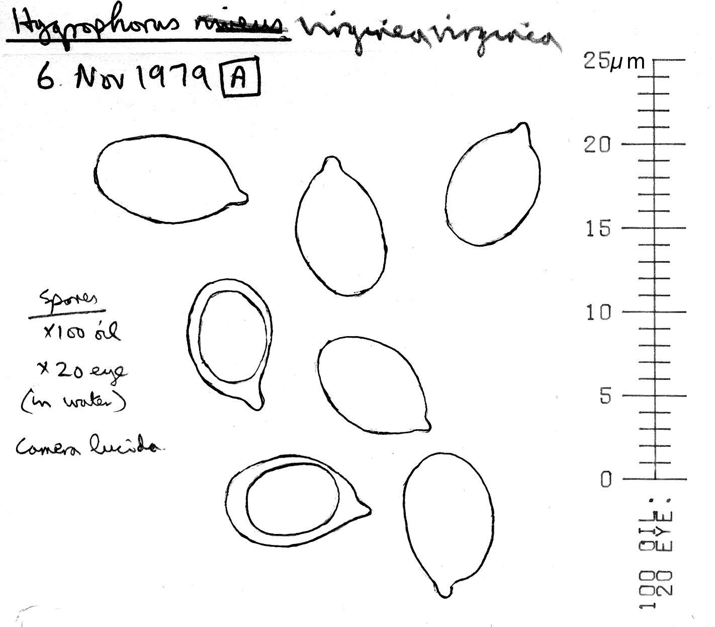 Image of Cuphophyllus virgineus (Wulfen) Kovalenko 1989