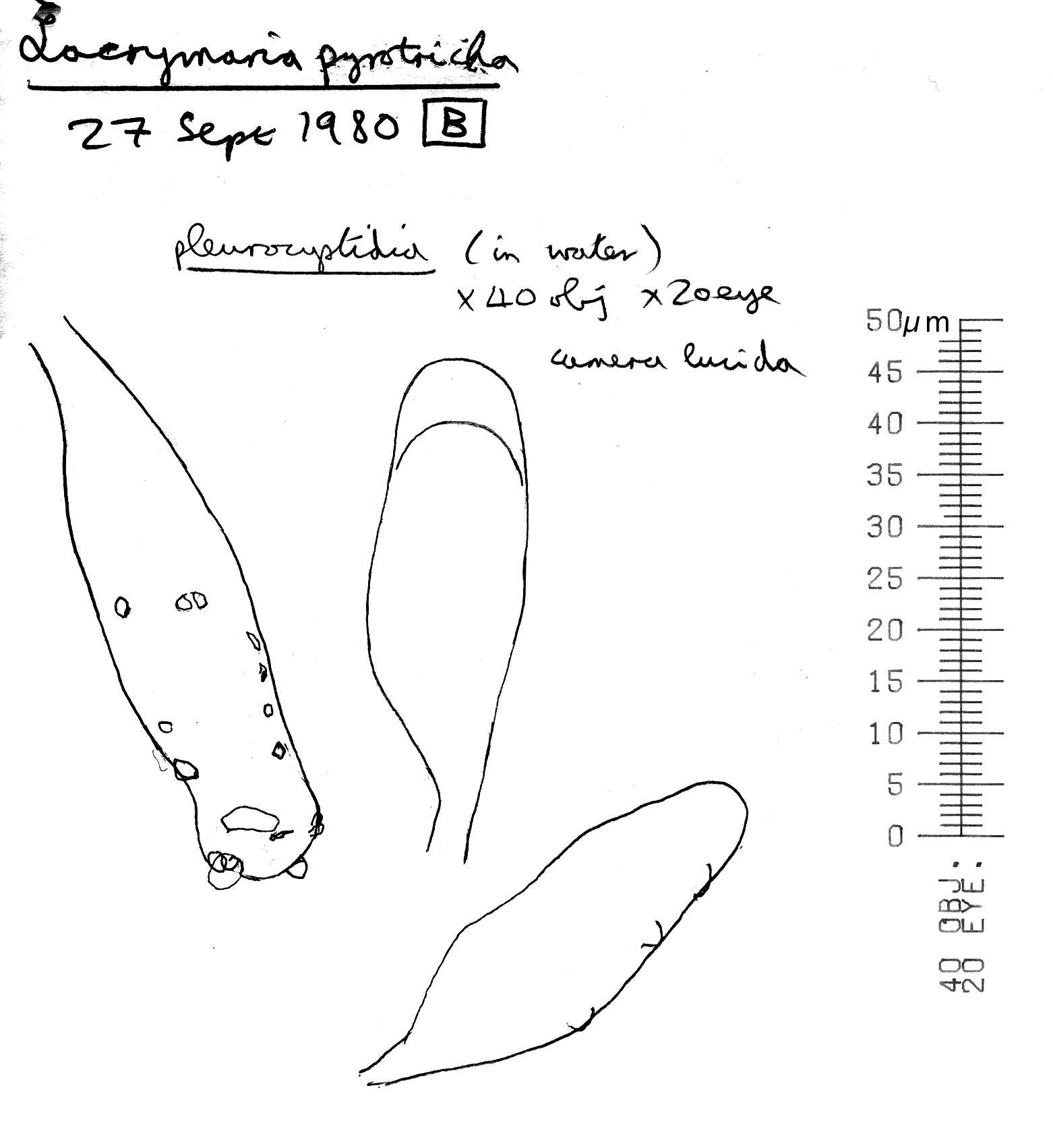 Image of Lacrymaria pyrotricha (Holmsk.) Konrad & Maubl. 1925