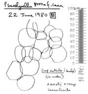 Image of Psathyrella potteri A. H. Sm. 1972