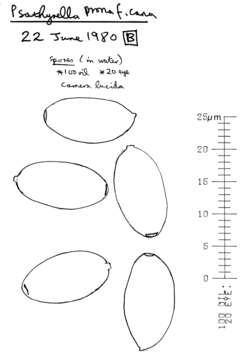 Image of Psathyrella potteri A. H. Sm. 1972