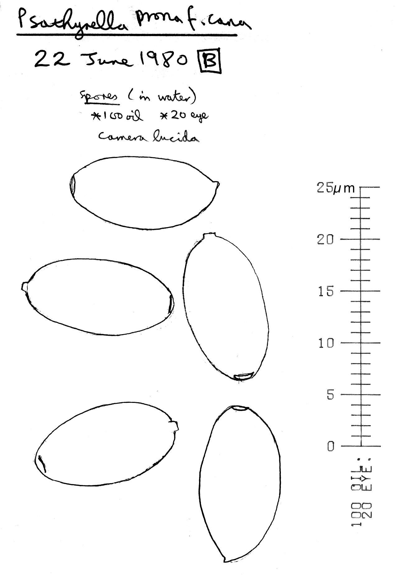 Image of Psathyrella potteri A. H. Sm. 1972