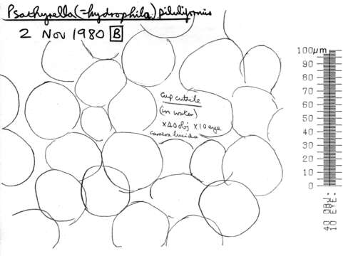 Image de Psathyrelle hydrophile