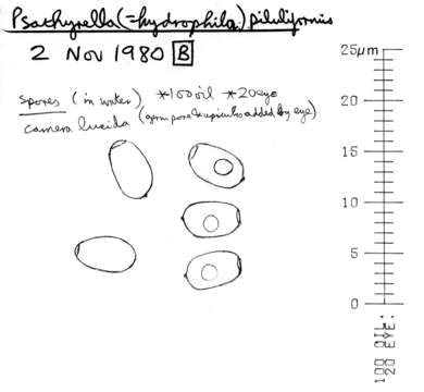 Image de Psathyrelle hydrophile