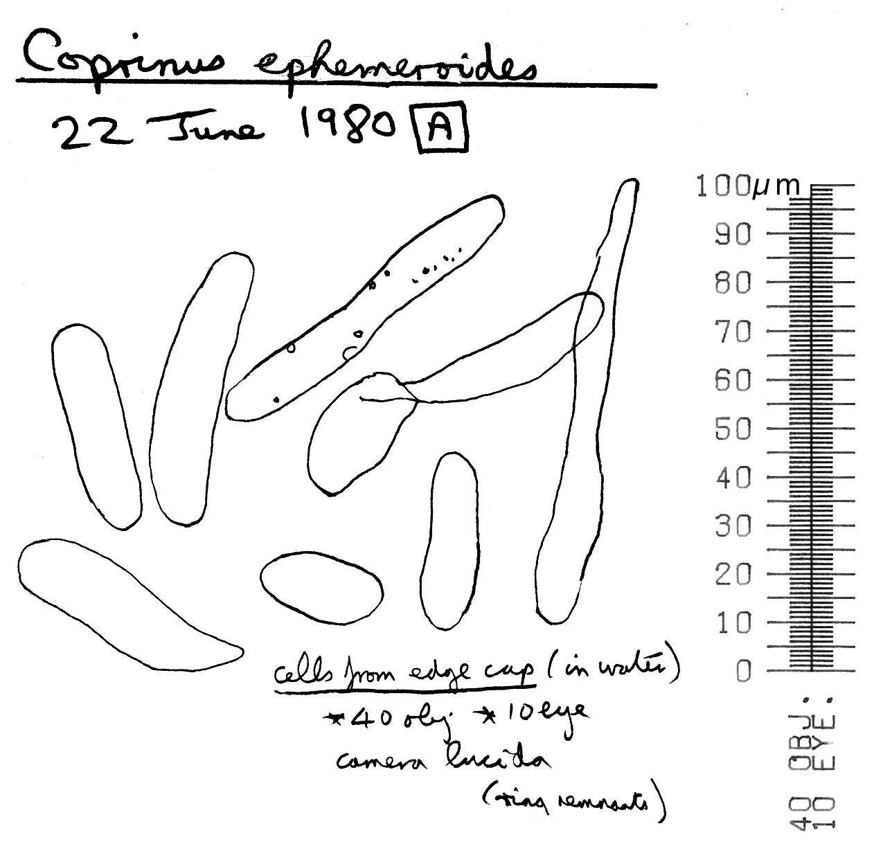 Image of Coprinopsis ephemeroides (DC.) G. Moreno 2010