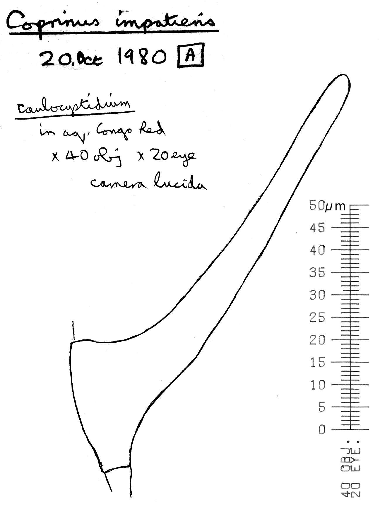 Image of Coprinellus impatiens (Fr.) J. E. Lange 1938