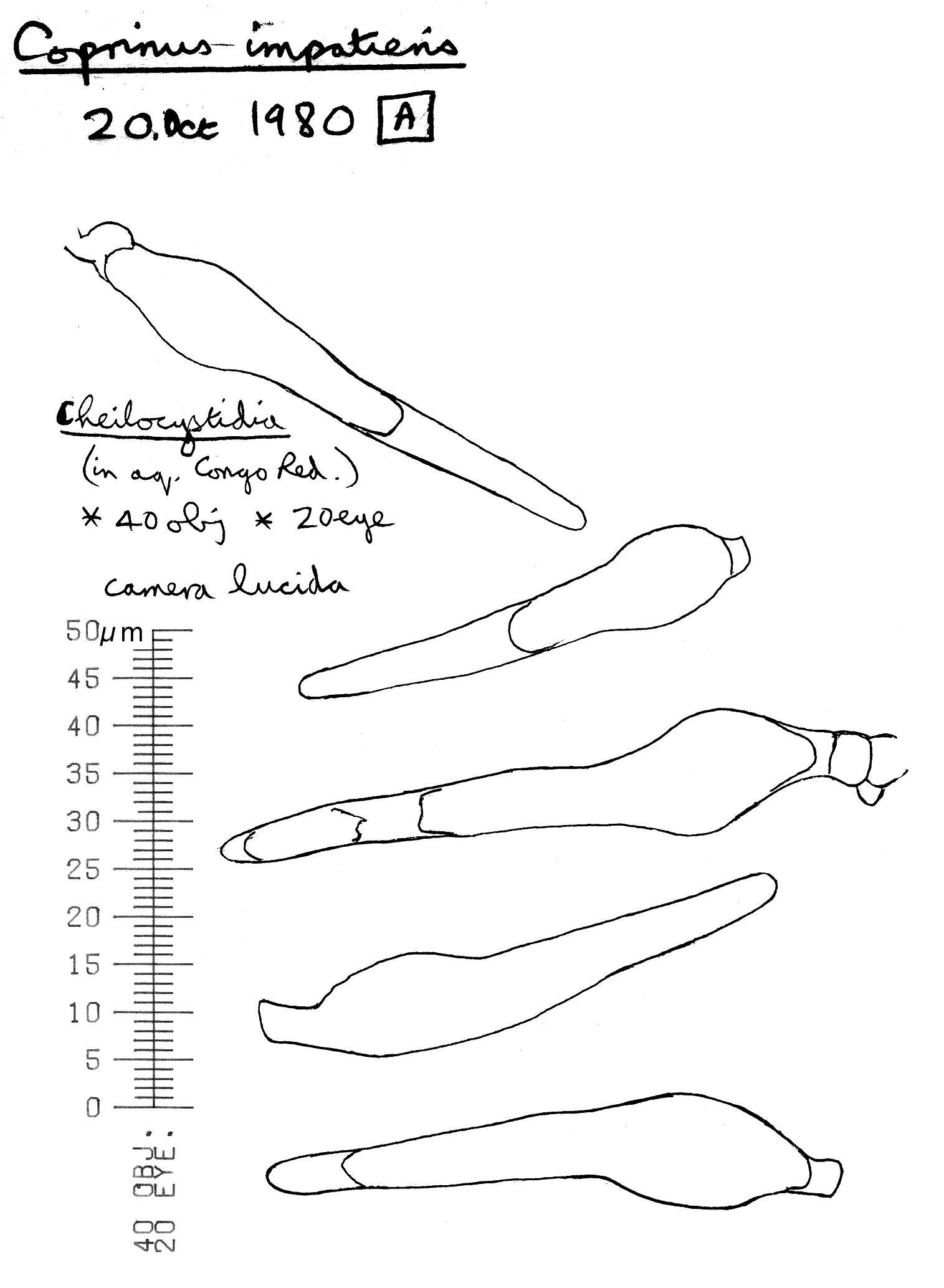 Image of Coprinellus impatiens (Fr.) J. E. Lange 1938