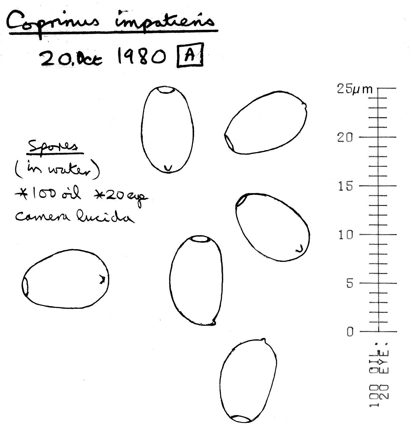 Image of Coprinellus impatiens (Fr.) J. E. Lange 1938