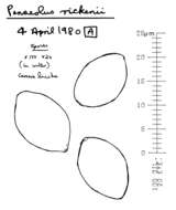 Image of Panaeolus acuminatus Quél. 1874