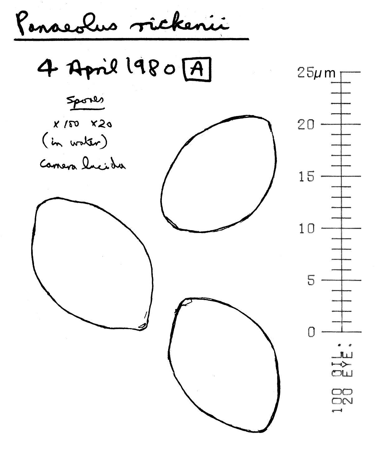 Image of Panaeolus acuminatus Quél. 1874