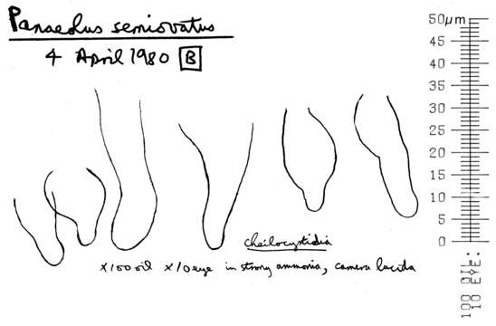 Image de Panaeolus semiovatus (Sowerby) S. Lundell & Nannf. 1938