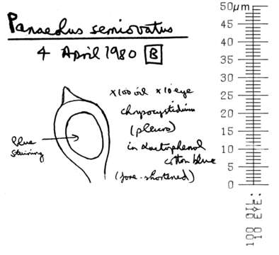 Image of Egghead Mottlegill