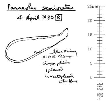 Image de Panaeolus semiovatus (Sowerby) S. Lundell & Nannf. 1938