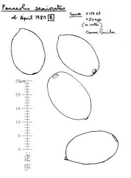 Image de Panaeolus semiovatus (Sowerby) S. Lundell & Nannf. 1938