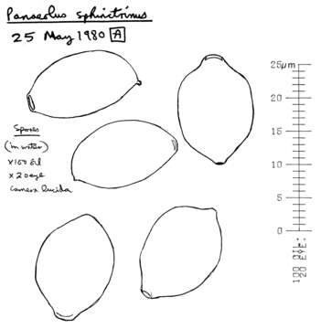 Image de Panaeolus papilionaceus (Bull.) Quél. 1872