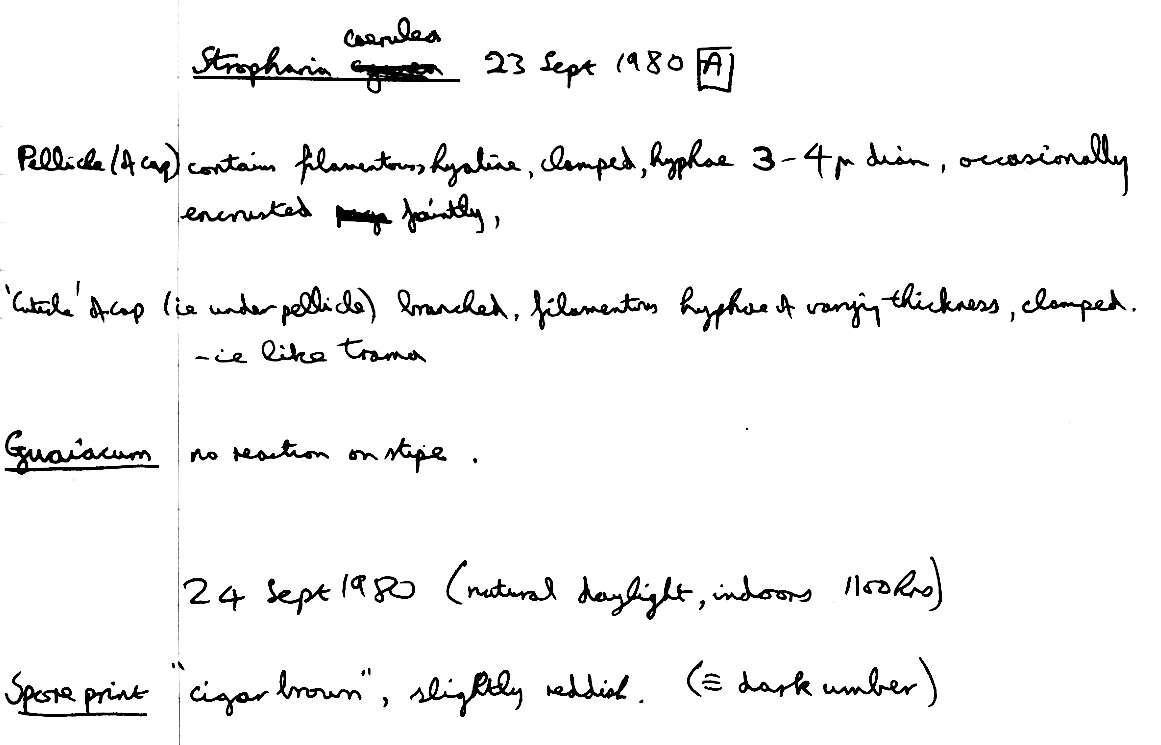 Image de Stropharia caerulea Kreisel 1979