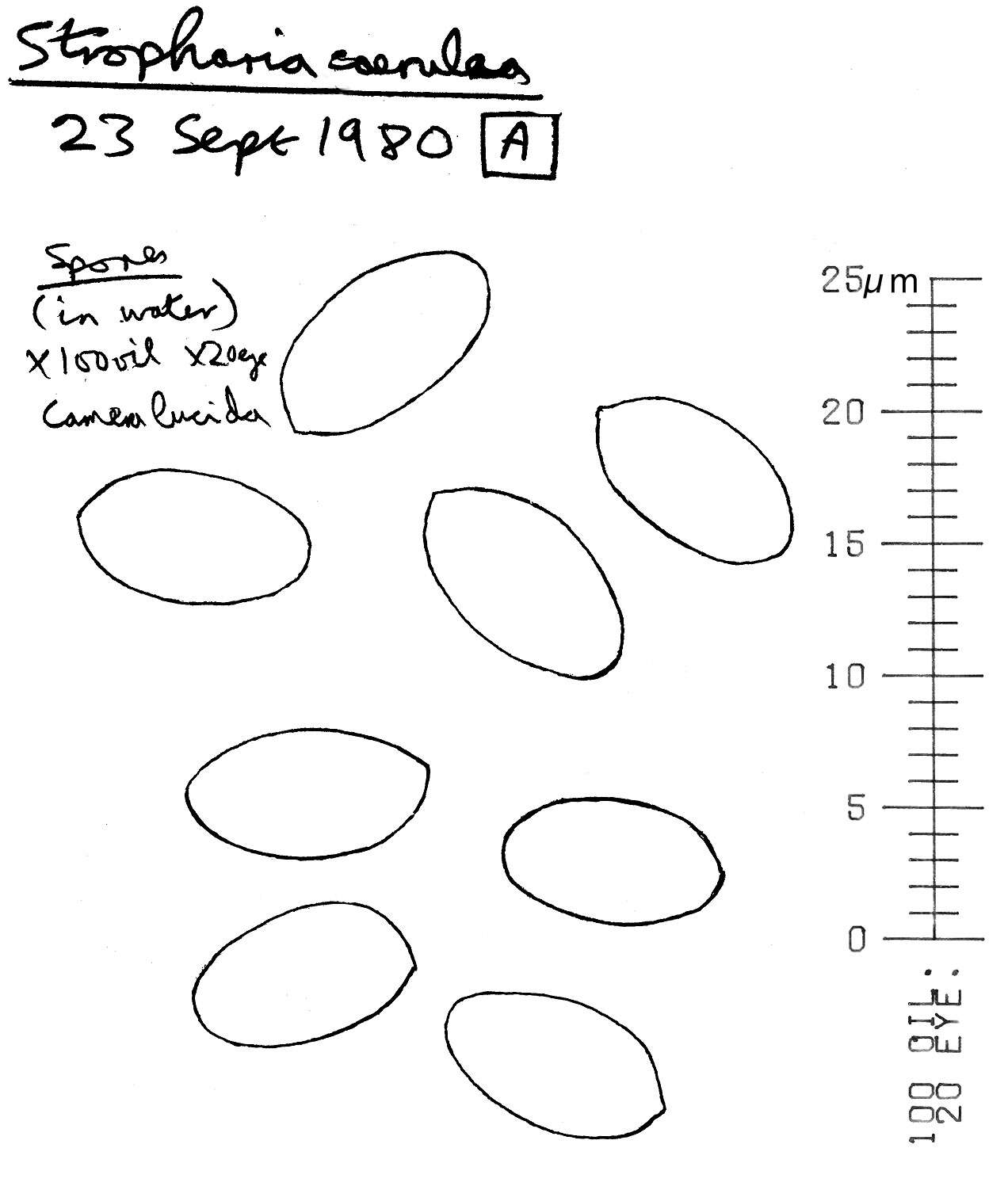 Image de Stropharia caerulea Kreisel 1979