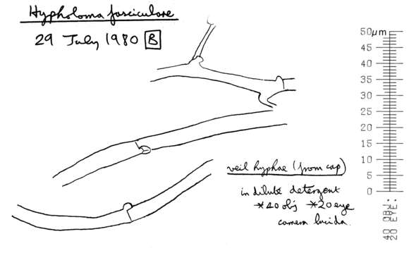 Image of Hypholoma fasciculare (Huds.) P. Kumm. 1871