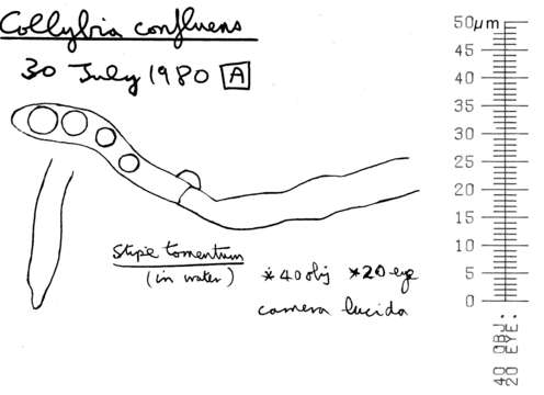 Image of Gymnopus confluens (Pers.) Antonín, Halling & Noordel. 1997