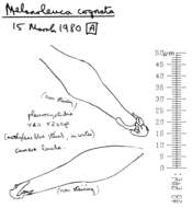 Image of Melanoleuca cognata (Fr.) Konrad & Maubl. 1927