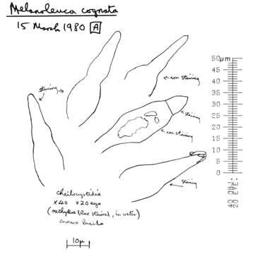 Image of Melanoleuca cognata (Fr.) Konrad & Maubl. 1927