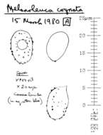 Image of Melanoleuca cognata (Fr.) Konrad & Maubl. 1927