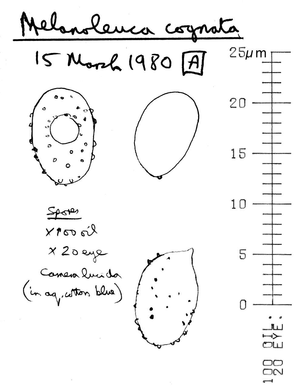 Image of Melanoleuca cognata (Fr.) Konrad & Maubl. 1927