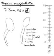 Image of Mycena sanguinolenta (Alb. & Schwein.) P. Kumm. 1871