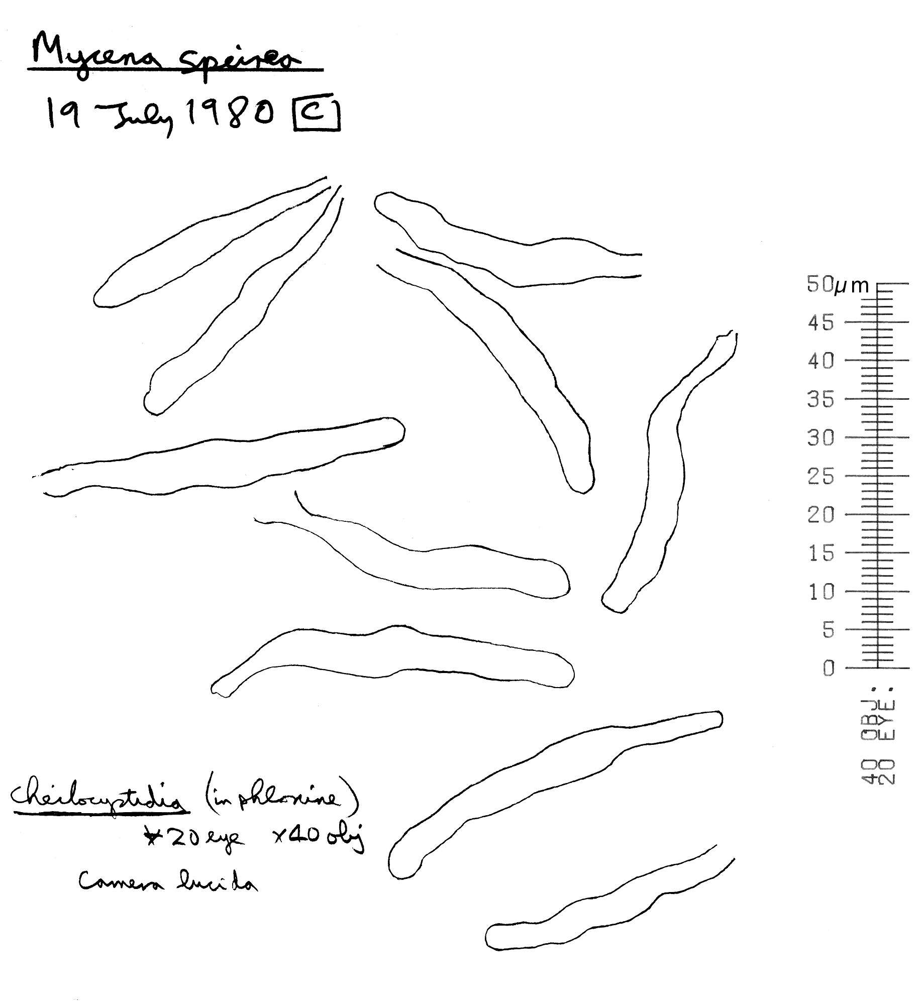 Image of Phloeomana speirea (Fr.) Redhead 2013