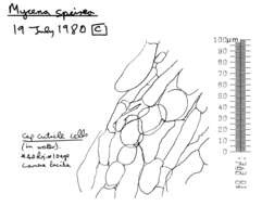 Image of Phloeomana speirea (Fr.) Redhead 2013