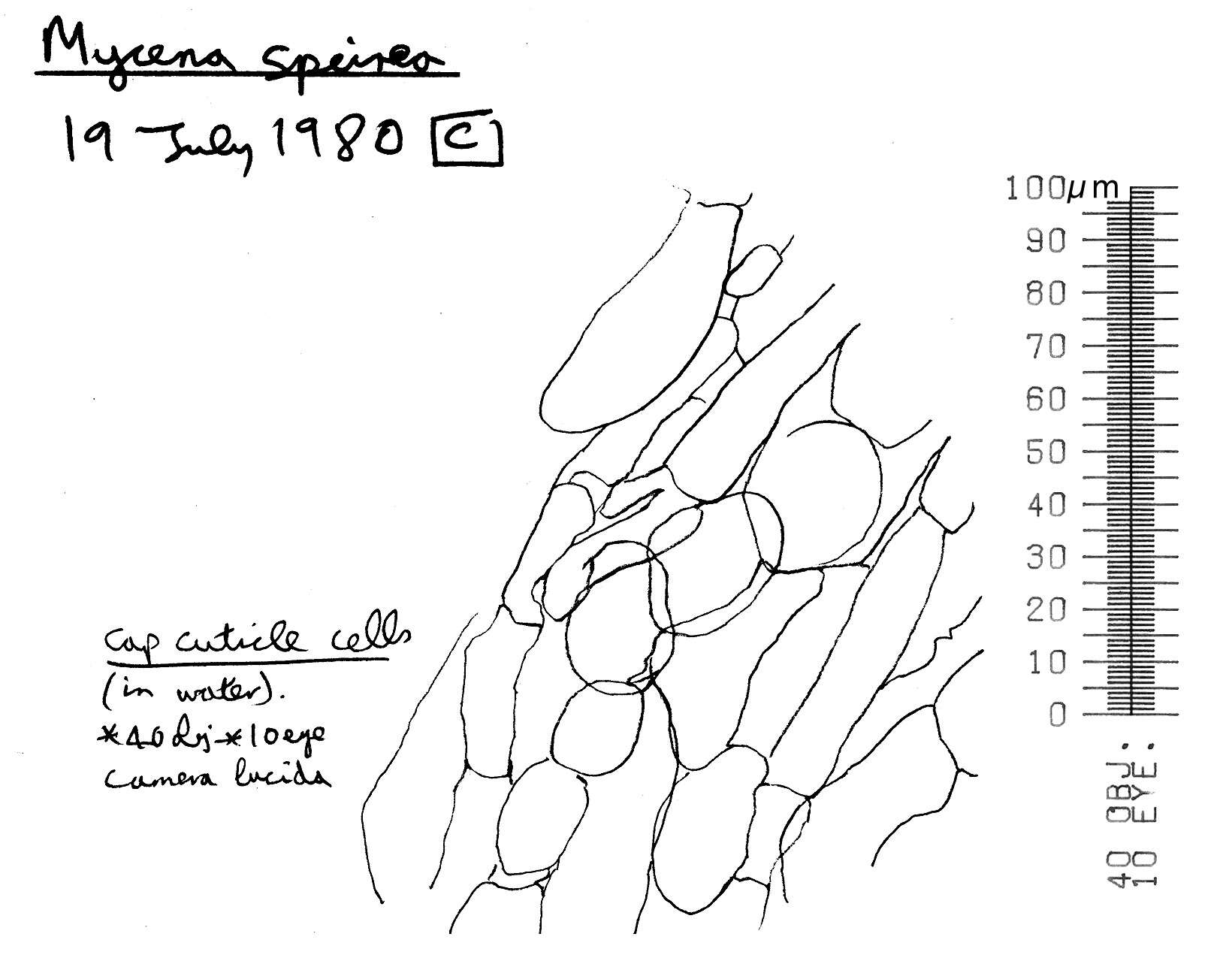 Image of Phloeomana speirea (Fr.) Redhead 2013