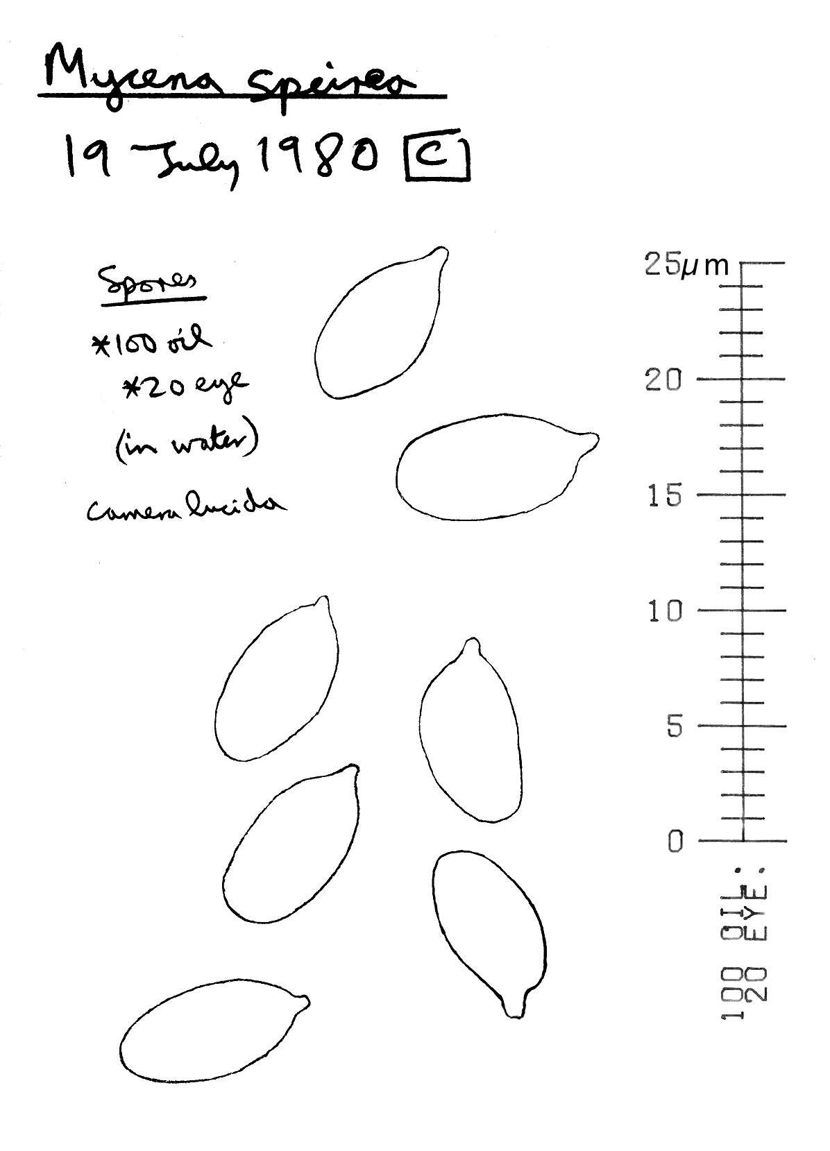 Image of Phloeomana speirea (Fr.) Redhead 2013