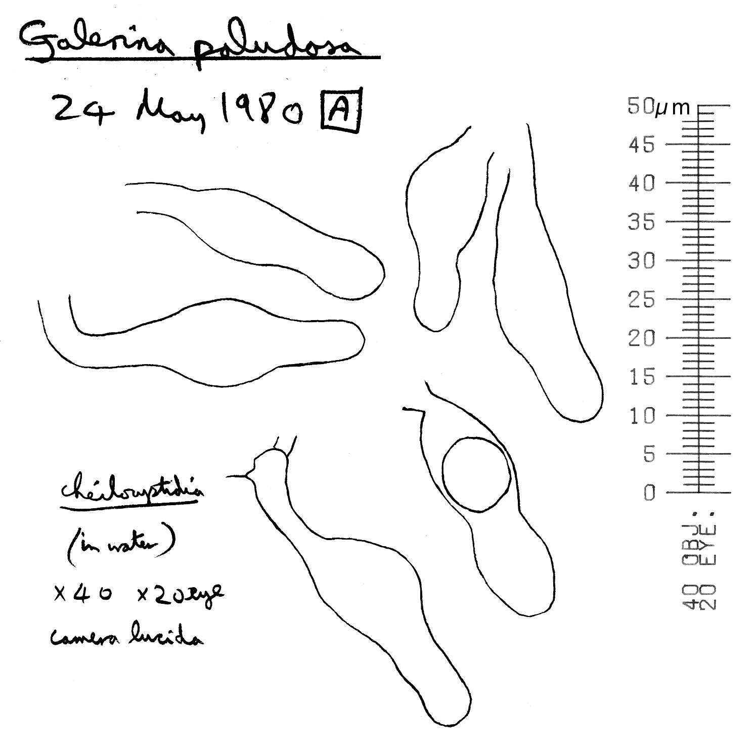 Image of Galerina paludosa (Fr.) Kühner 1935