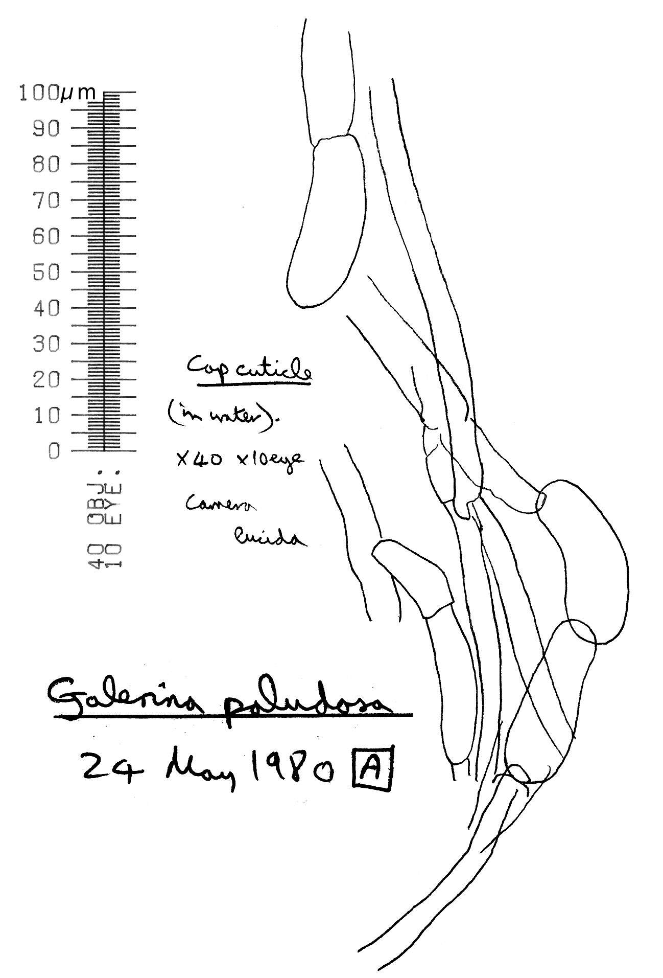 Image of Galerina paludosa (Fr.) Kühner 1935