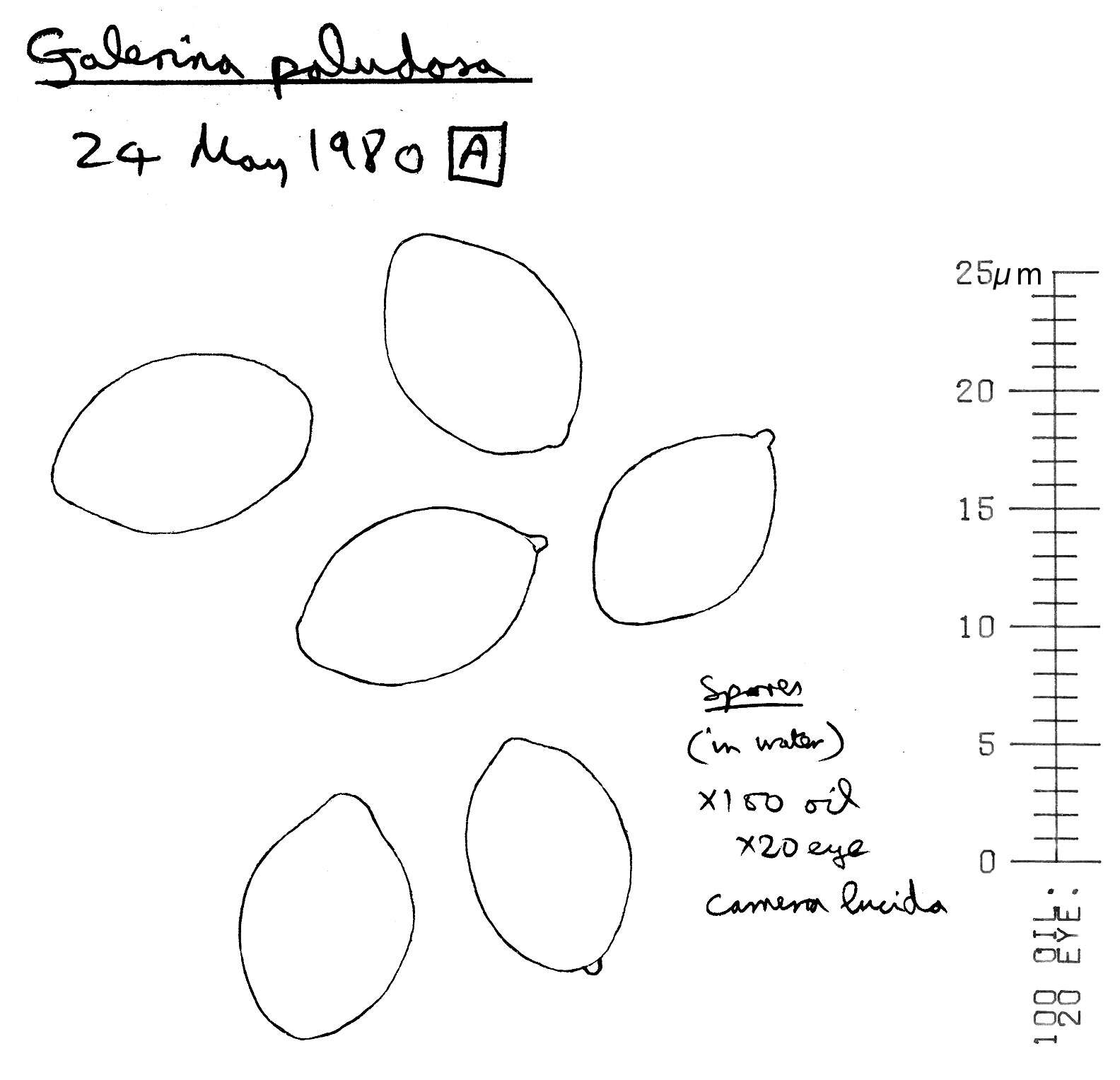 Image of Galerina paludosa (Fr.) Kühner 1935