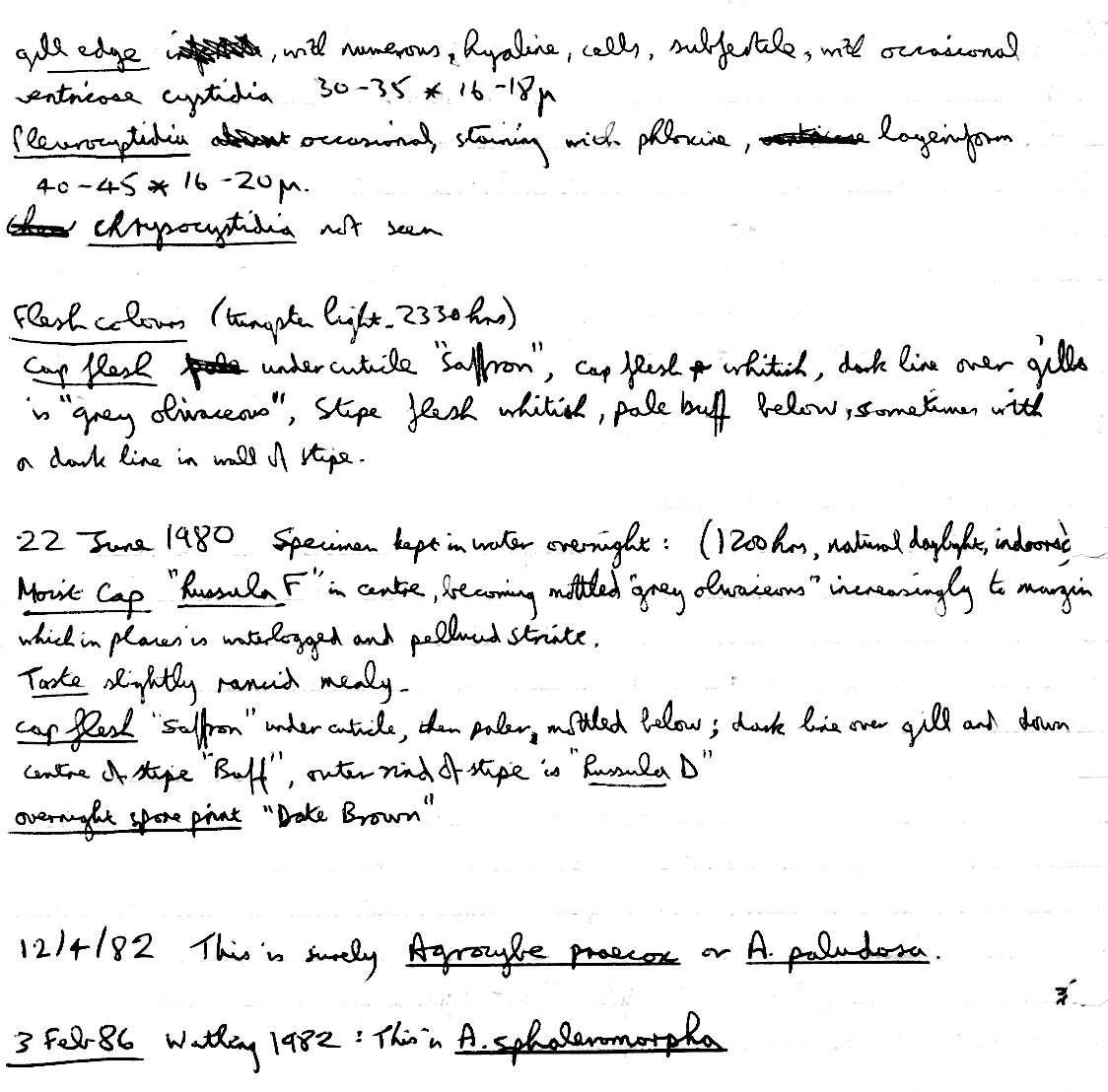 Image of Agrocybe paludosa (J. E. Lange) Kühner & Romagn. ex Bon 1987